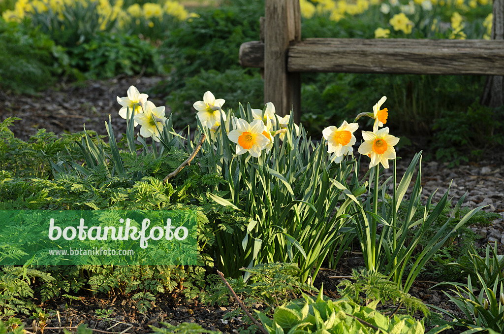 495095 - Daffodils (Narcissus)