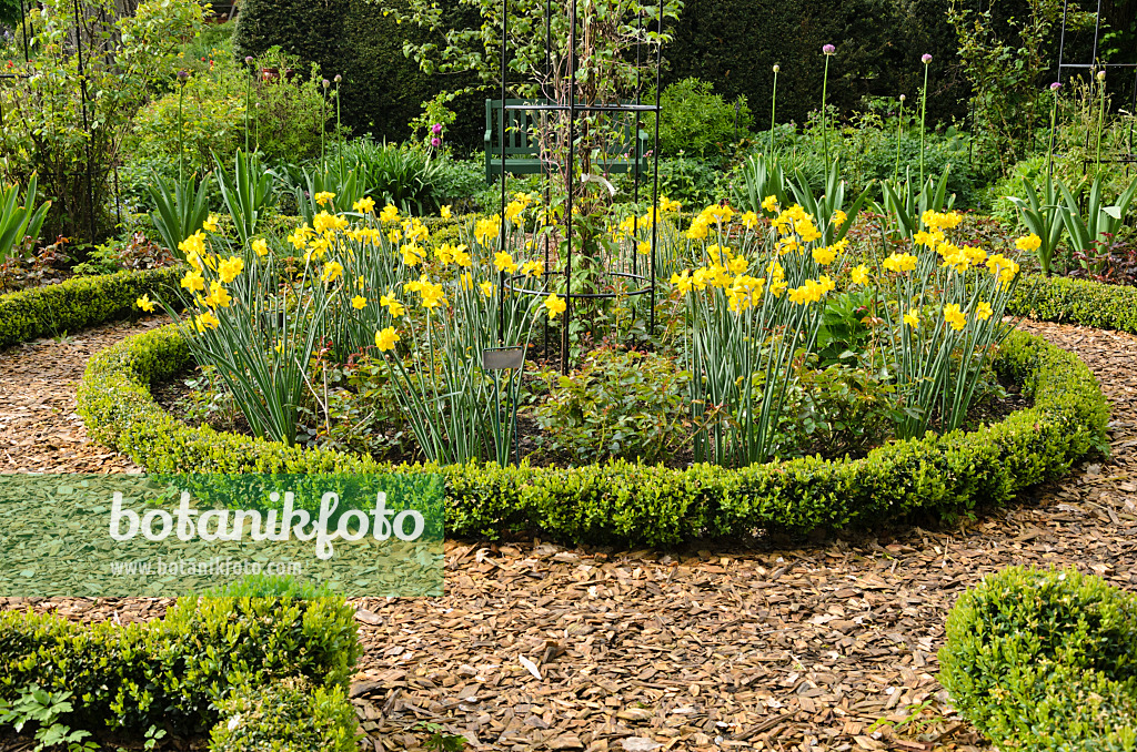 520161 - Daffodils (Narcissus) and boxwood (Buxus) in a rose garden