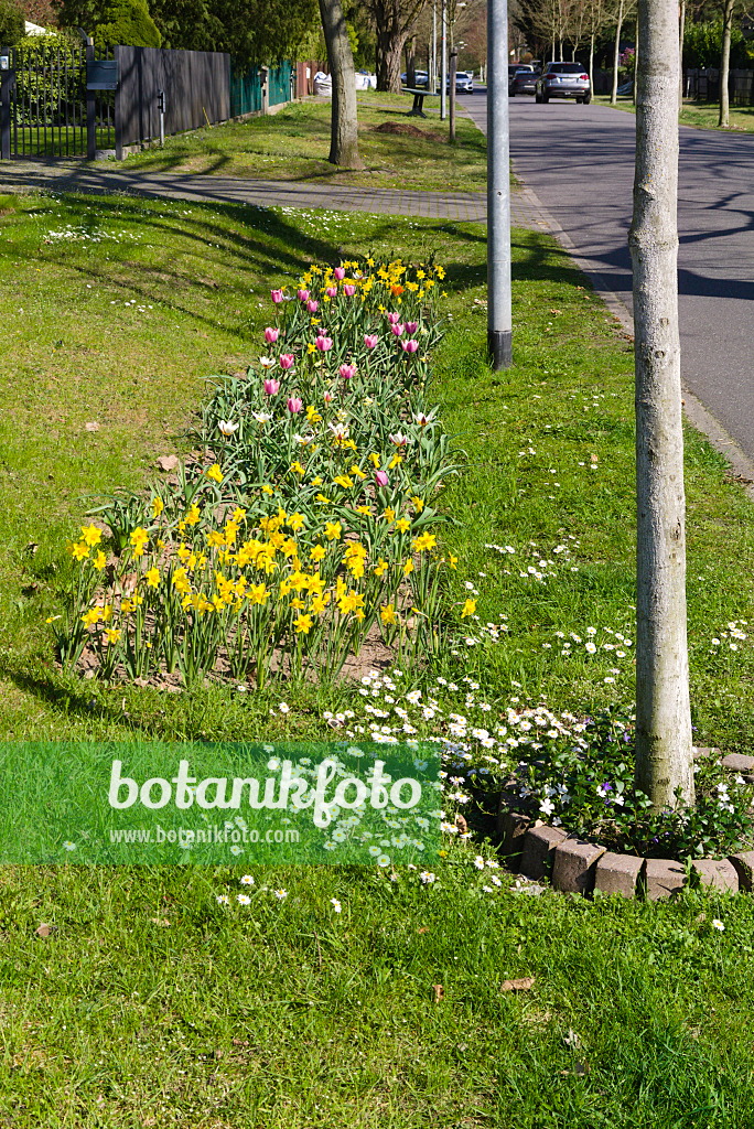 671002 - Daffodils (Narcissus) and tulips (Tulipa) on the roadside