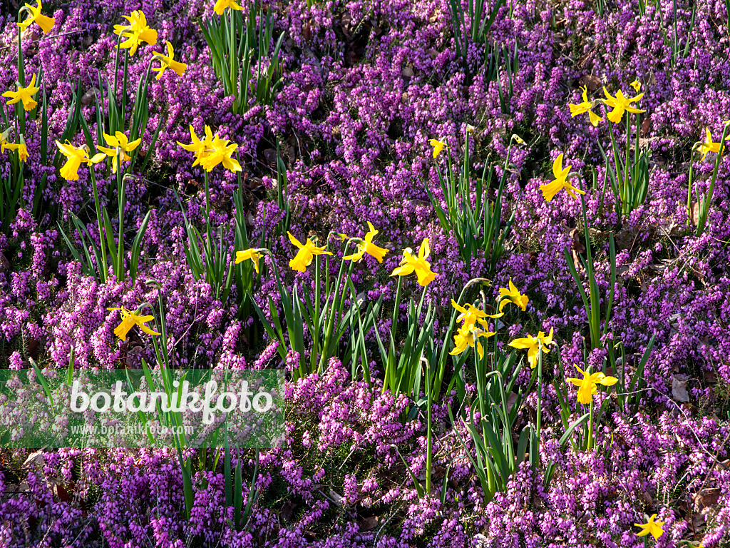 447015 - Daffodils (Narcissus) and winter heather (Erica carnea syn. Erica herbacea)