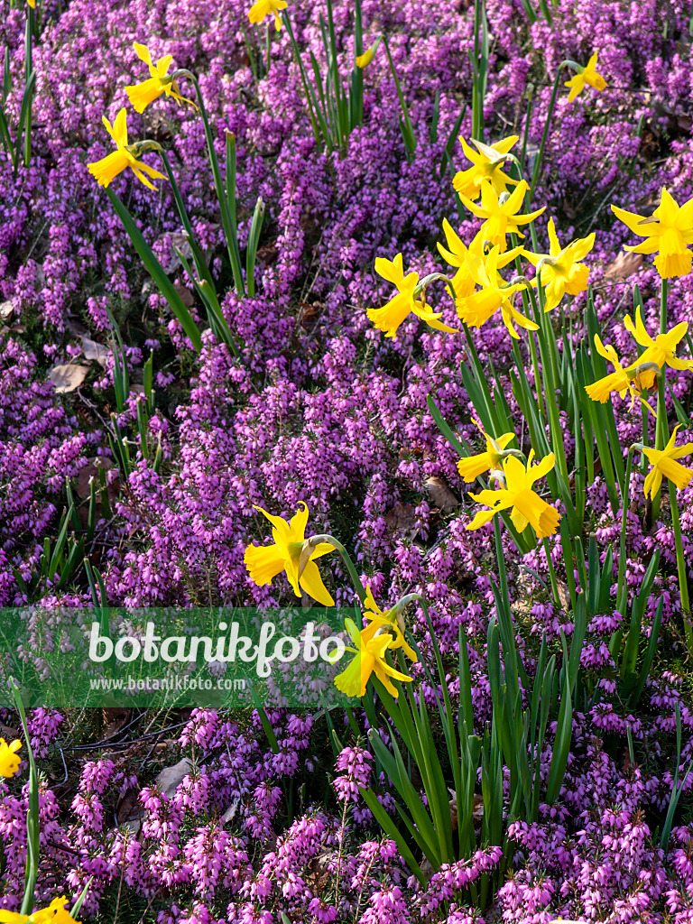 447016 - Daffodils (Narcissus) and winter heather (Erica carnea syn. Erica herbacea)