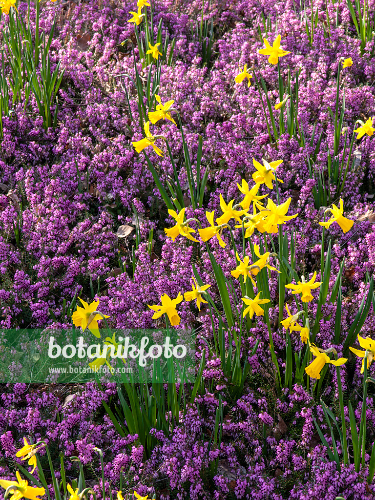 447017 - Daffodils (Narcissus) and winter heather (Erica carnea syn. Erica herbacea)