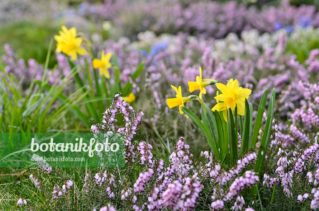 495016 - Daffodils (Narcissus) and winter heather (Erica carnea syn. Erica herbacea)