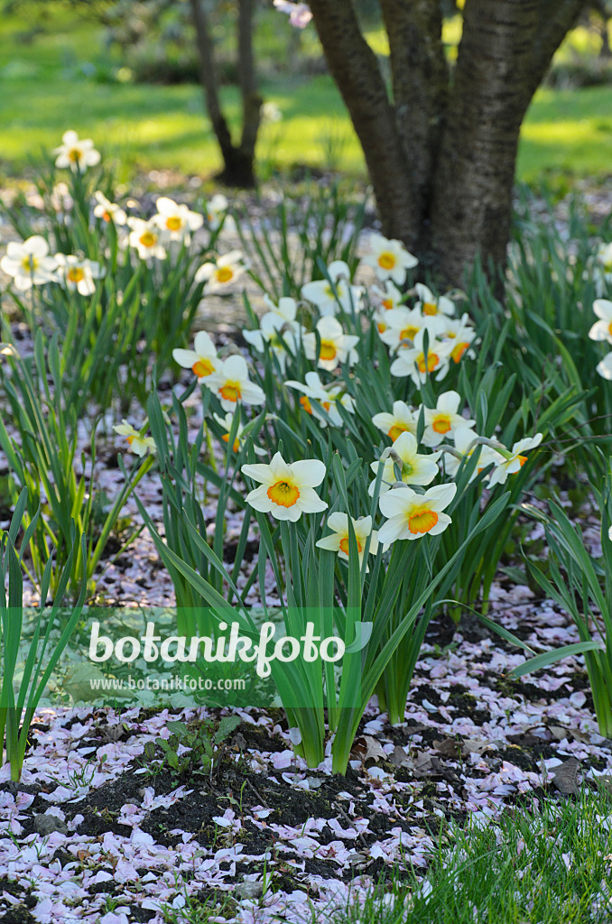 495130 - Daffodils (Narcissus) with cherry flowers