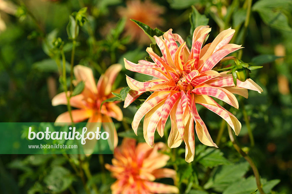 476128 - Dahlia à fleurs d'orchidée (Dahlia Giraffe)