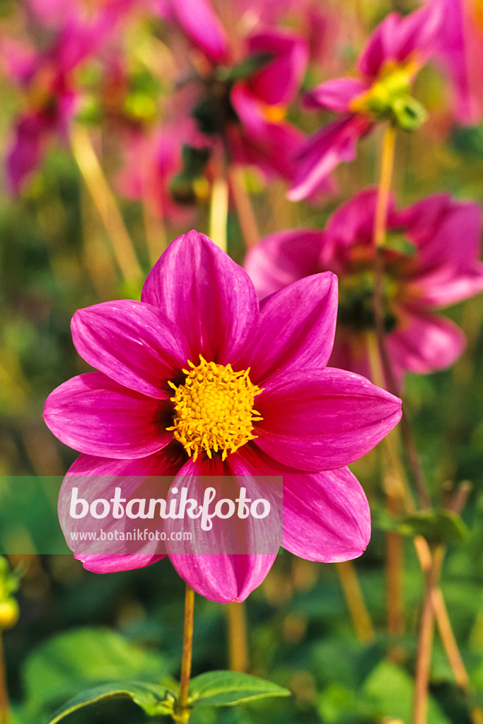 383008 - Dahlia cactus (Dahlia Cynthia)