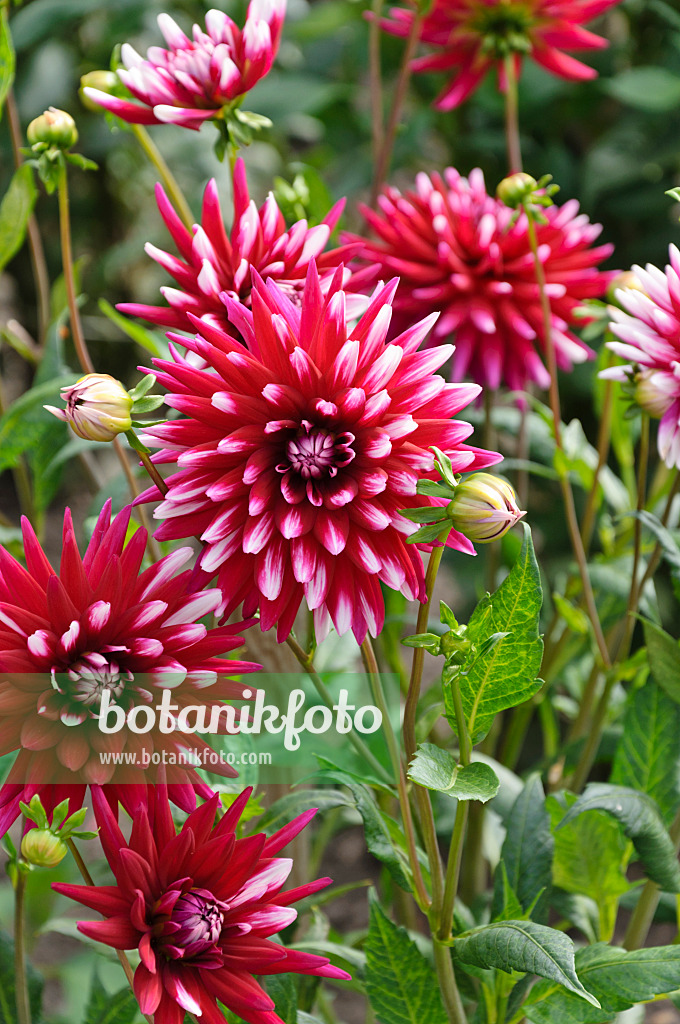 487148 - Dahlia cactus (Dahlia Rebecca's World)