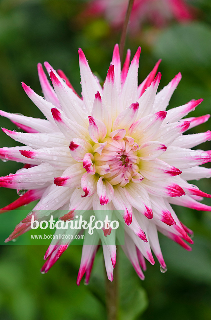 524031 - Dahlia cactus (Dahlia Sorbet)