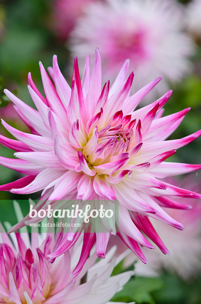 548053 - Dahlia cactus (Dahlia Sorbet)