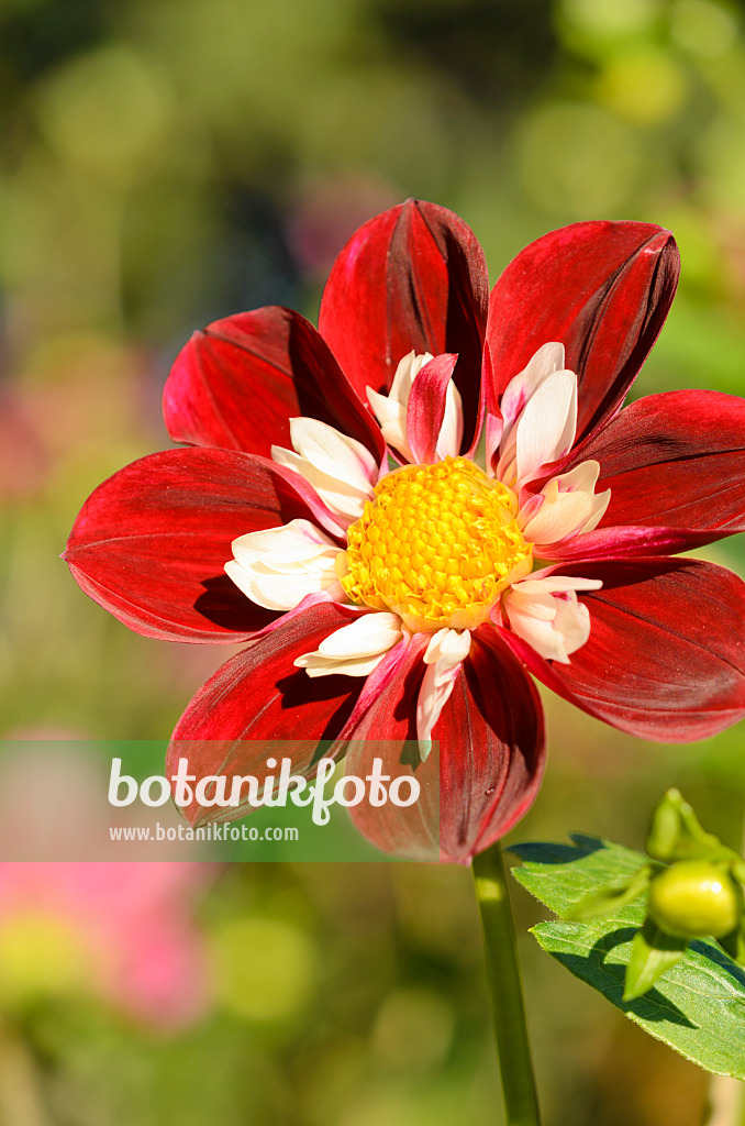 524208 - Dahlia collerette (Dahlia Stefanie Hertel)