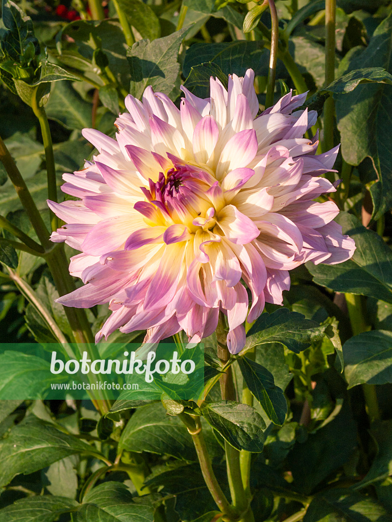 404032 - Dahlia (Dahlia)