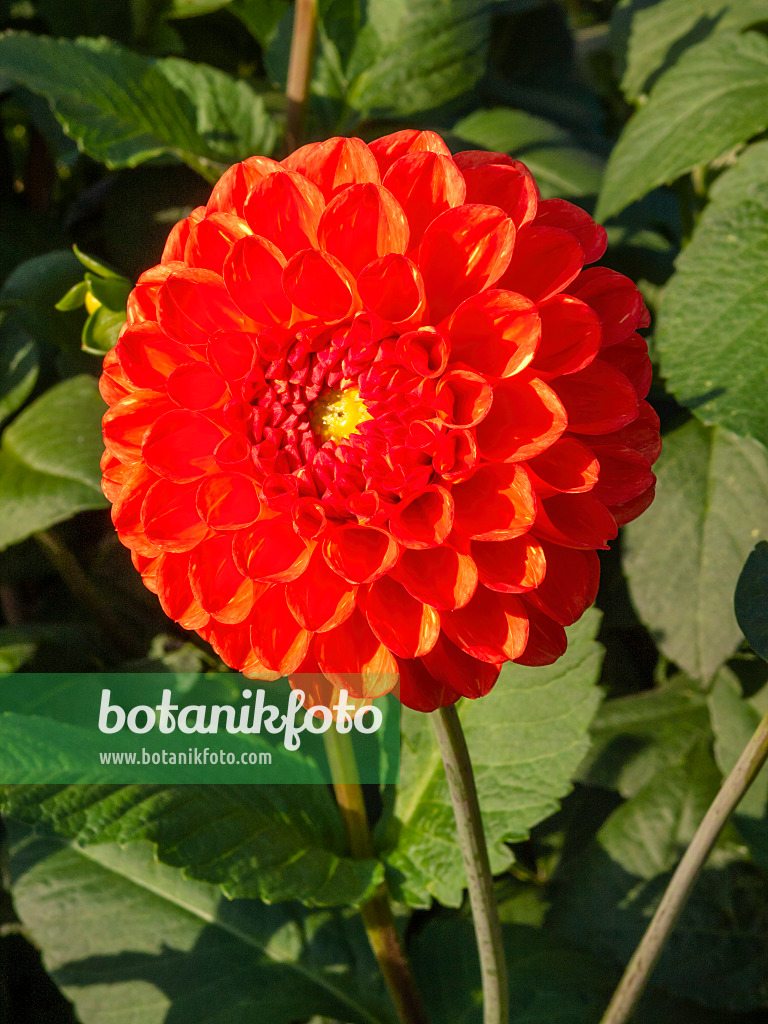 405049 - Dahlia (Dahlia)