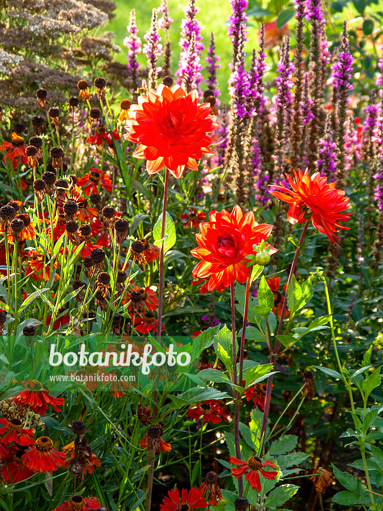 440254 - Dahlia (Dahlia)