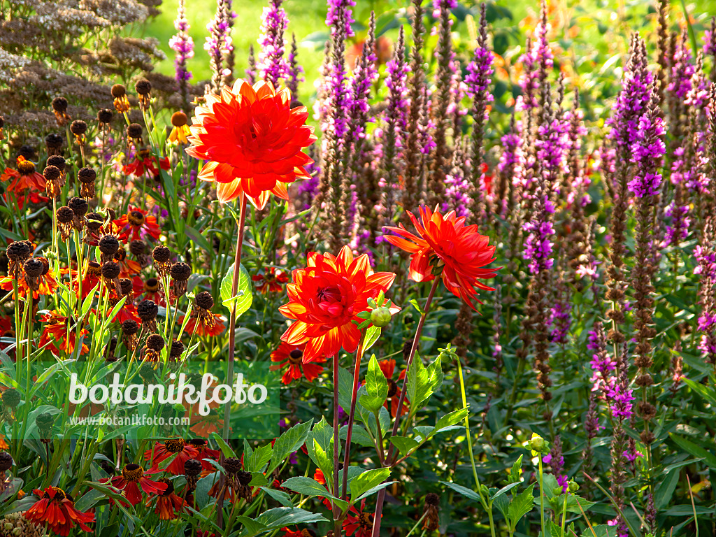 440255 - Dahlia (Dahlia)