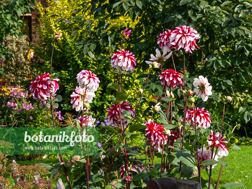 441003 - Dahlia (Dahlia)