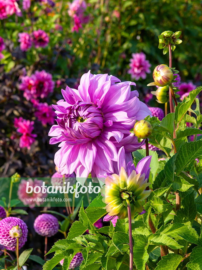 441183 - Dahlia (Dahlia)
