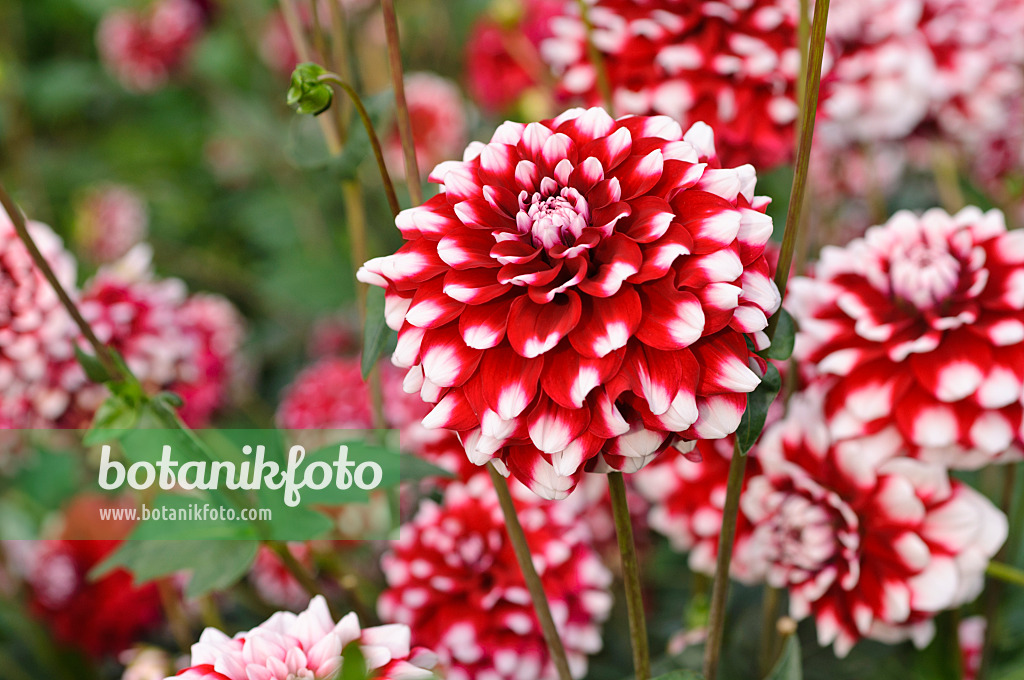 476134 - Dahlia (Dahlia)