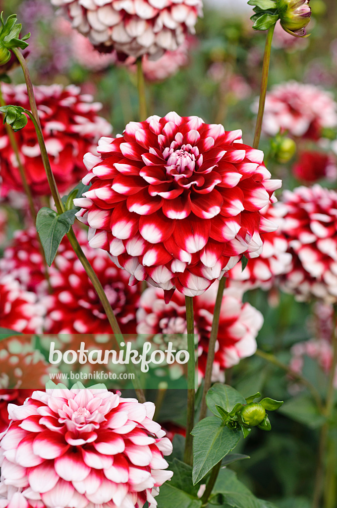 476135 - Dahlia (Dahlia)