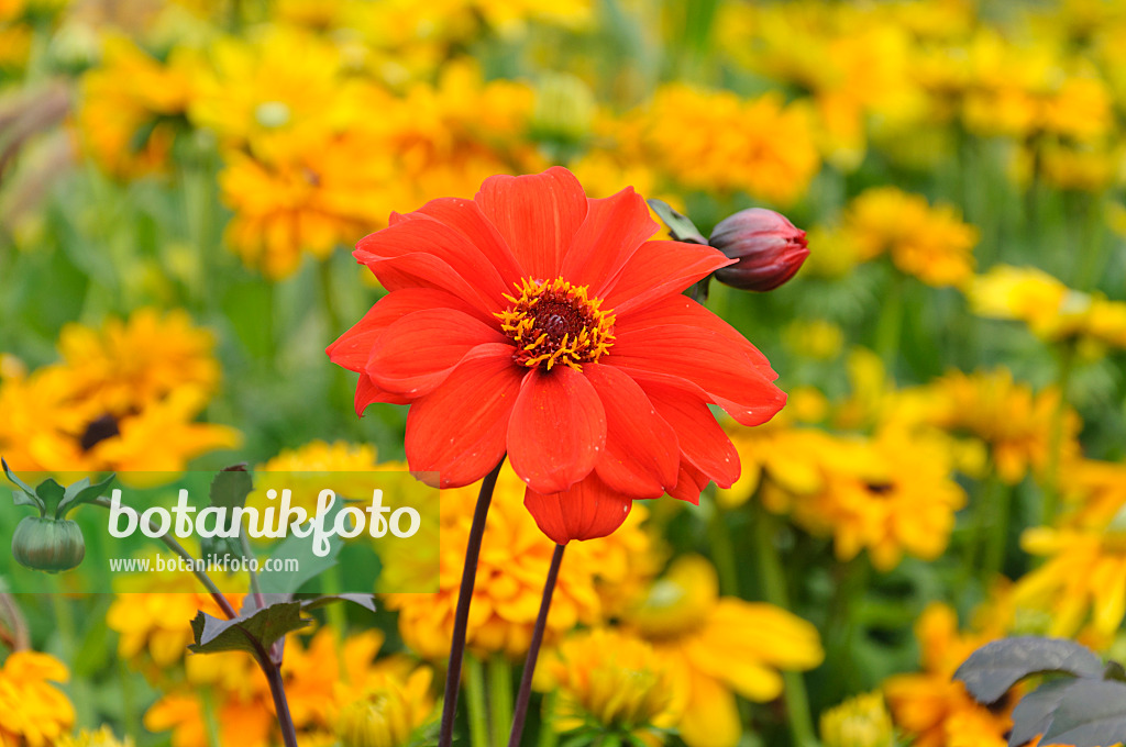 489003 - Dahlia (Dahlia)