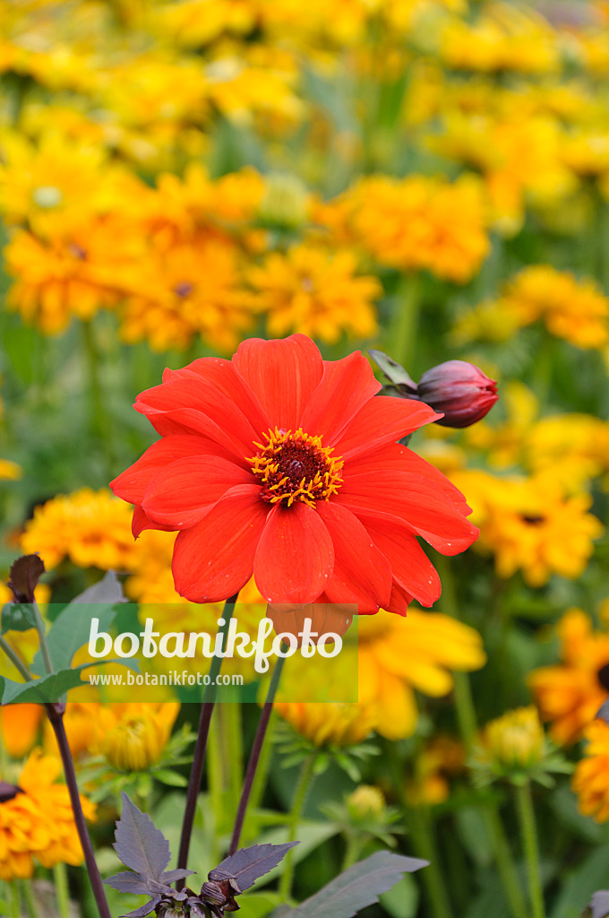 489004 - Dahlia (Dahlia)