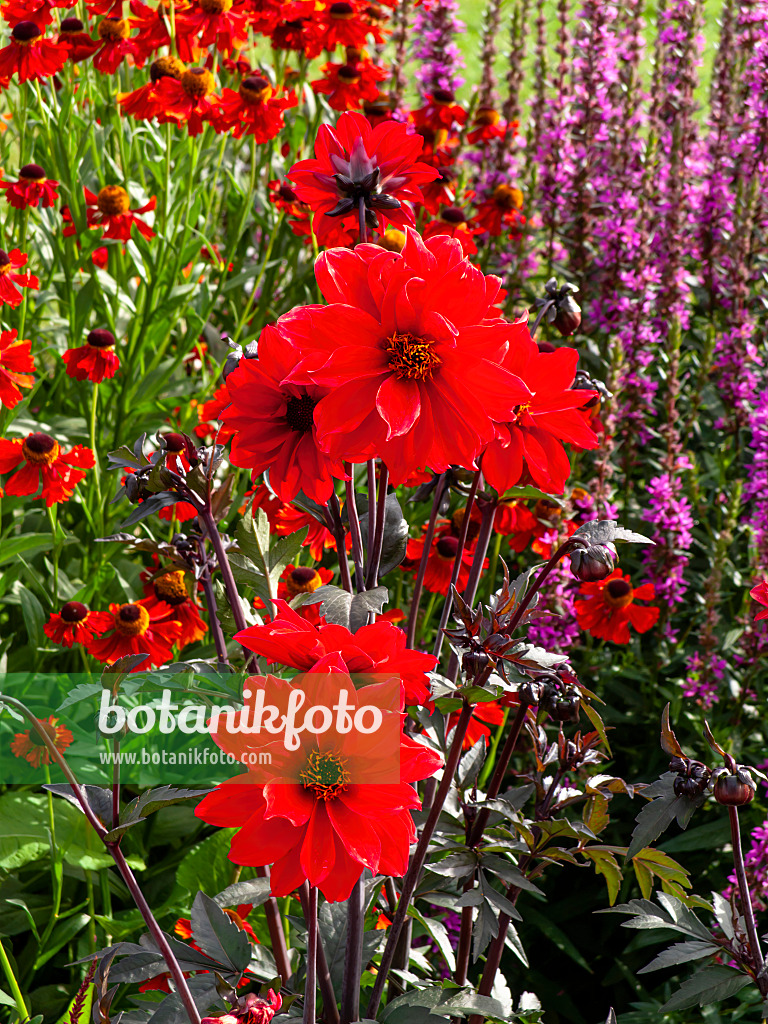 462127 - Dahlia (Dahlia Bishop of Llandaff) and sneezeweed (Helenium)