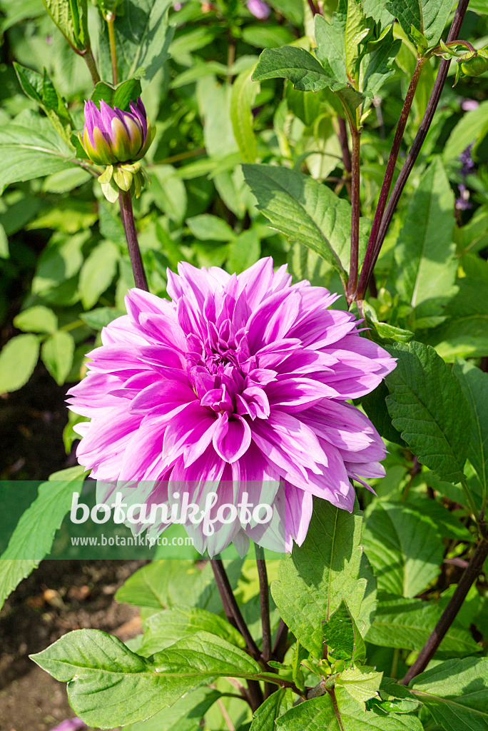 625047 - Dahlia (Dahlia Lilac Time)