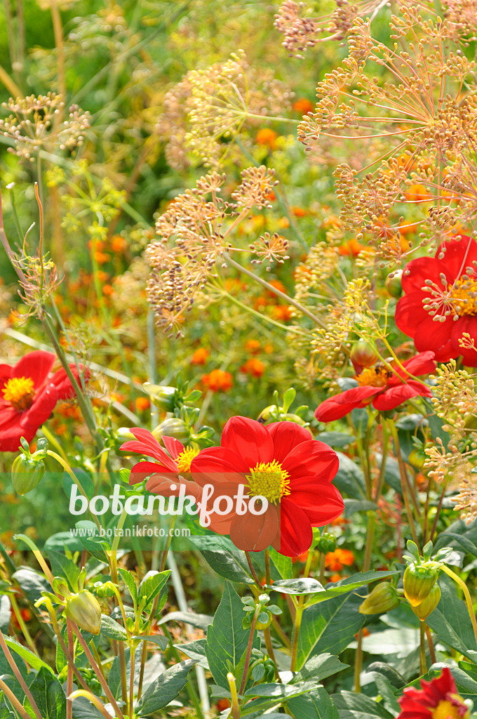 487270 - Dahlia (Dahlia Rotkäppchen) and dill (Anethum graveolens)