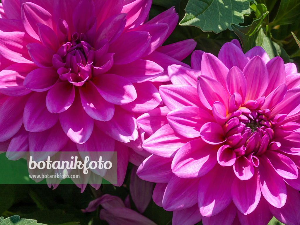 417005 - Dahlia décoratif (Dahlia Erika Krause)