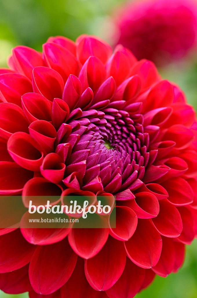 476137 - Dahlia décoratif (Dahlia Gainesville)