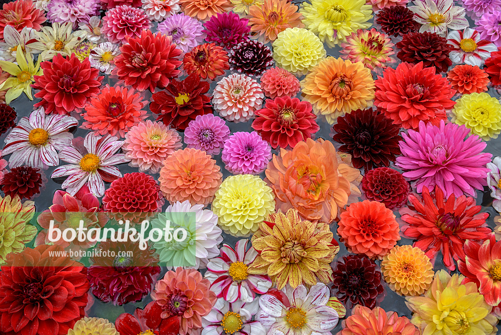 575079 - Dahlia flowers in the water