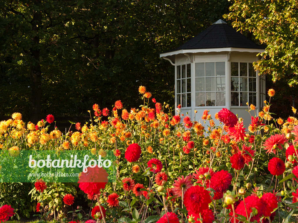 418062 - Dahlia garden, Britzer Garten, Berlin, Germany