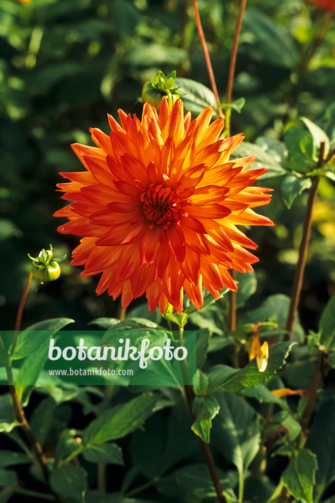 383007 - Dahlia semi-cactus (Dahlia Herzdame)