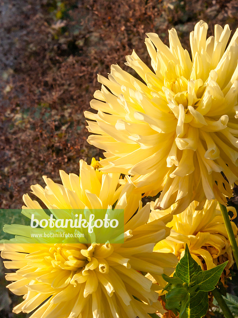 417035 - Dahlia semi-cactus (Dahlia Yellow Happiness)