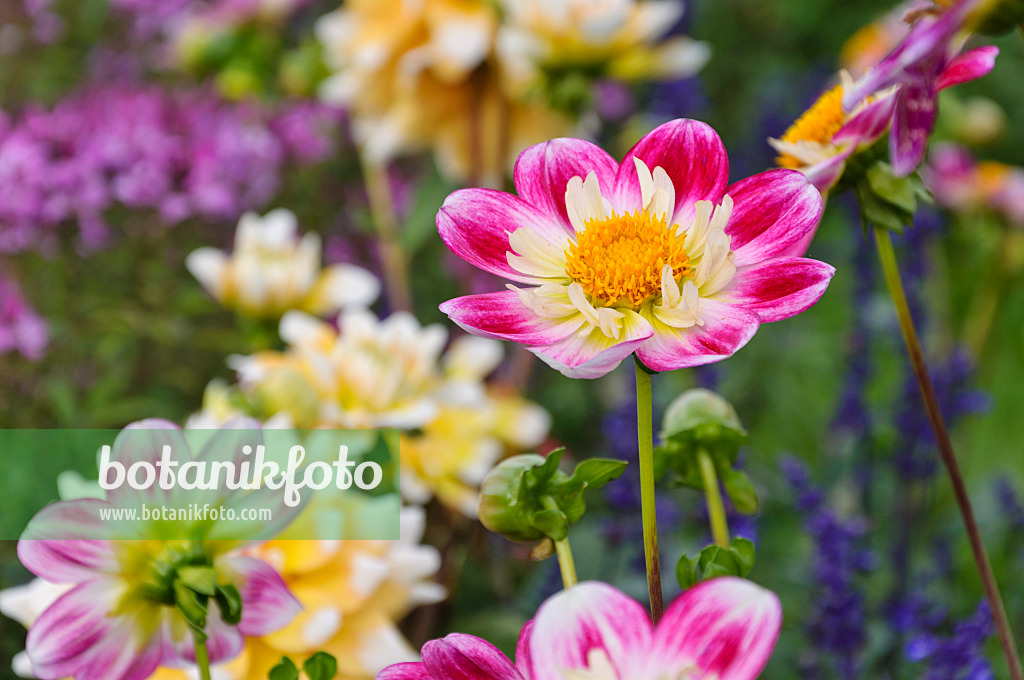 489002 - Dahlias (Dahlia)