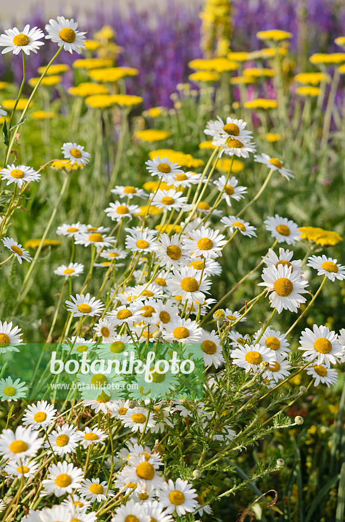 545101 - Daisy (Leucanthemum) and fernleaf yarrow (Achillea filipendulina)