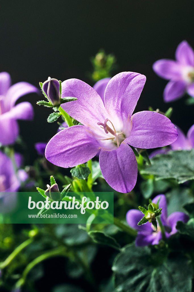 399022 - Dalmatian bellflower (Campanula portenschlagiana)