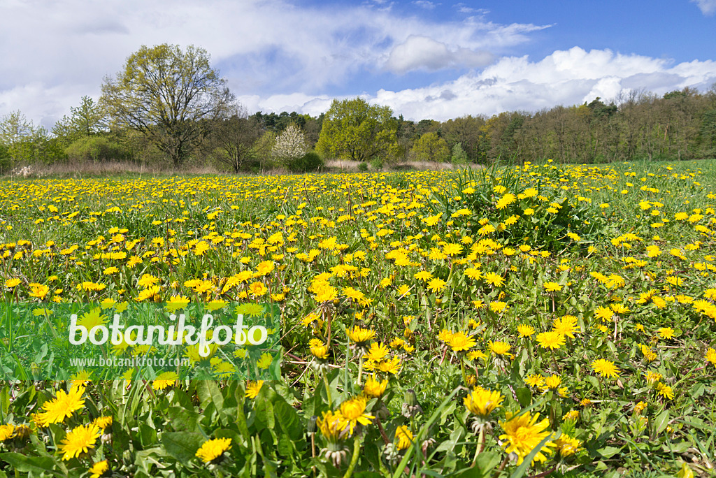 531225 - Dandelion (Taraxacum), Brandenburg, Germany