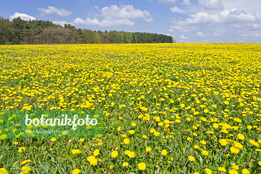 531227 - Dandelion (Taraxacum), Brandenburg, Germany