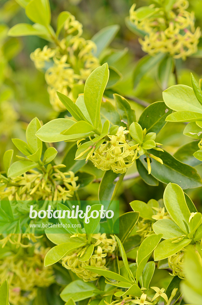 531139 - Daphné pontique (Daphne pontica)