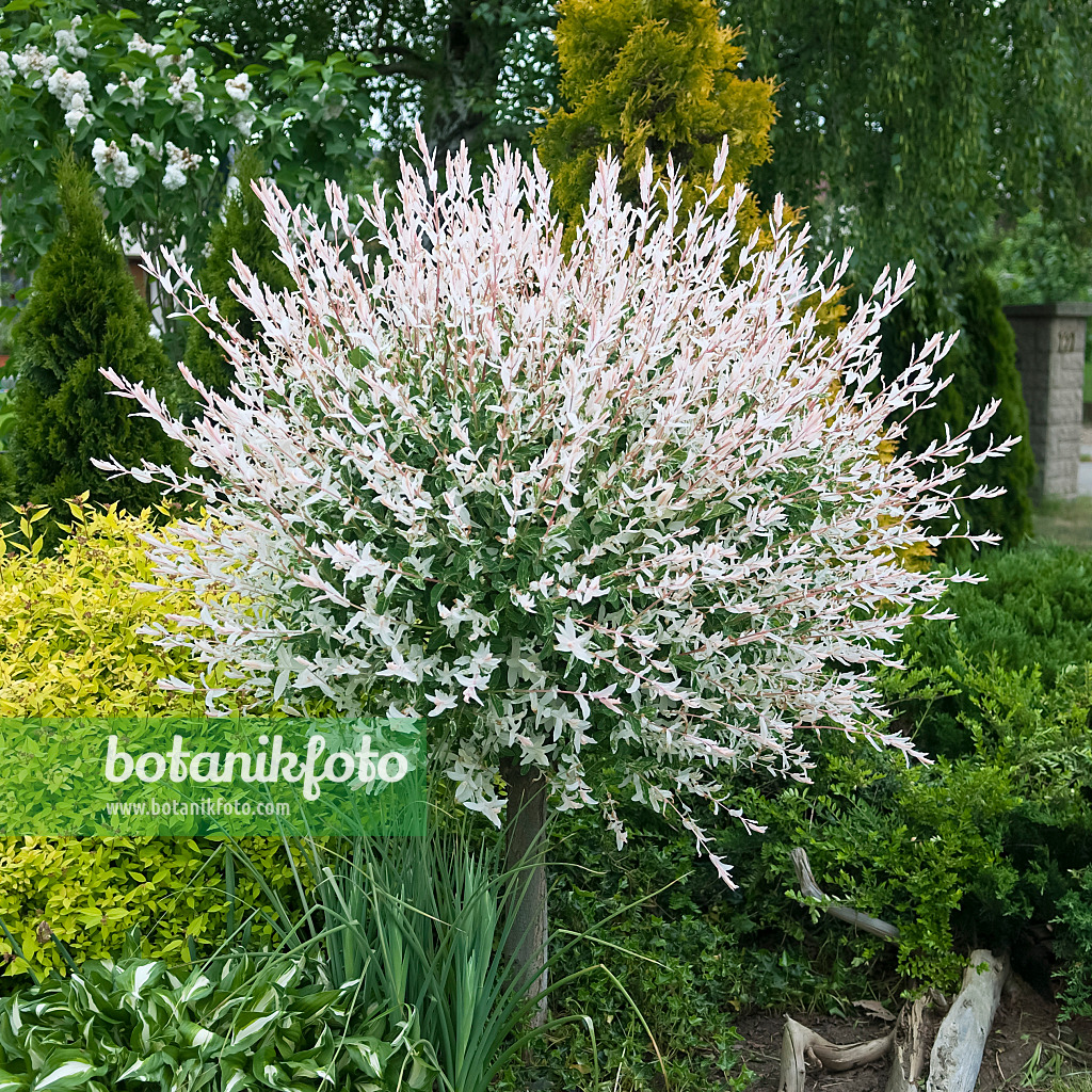 490171 - Dappled willow (Salix integra 'Hakuro Nishiki')