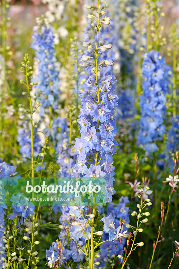 475205 - Dauphinelle (Delphinium x cultorum 'Magic Fountains Sky Blue')