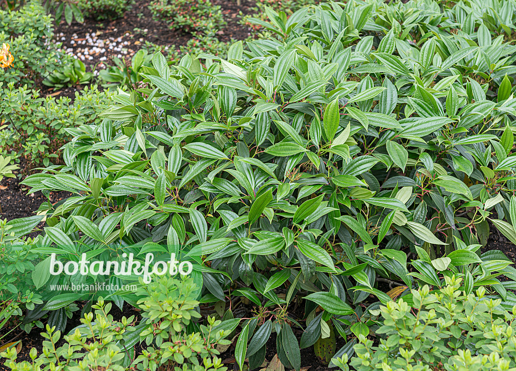 651562 - David viburnum (Viburnum davidii)