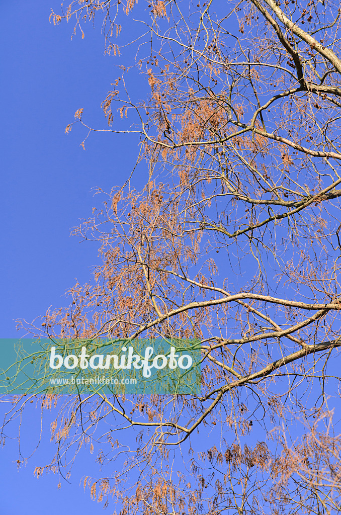 494042 - Dawn redwood (Metasequoia glyptostroboides)