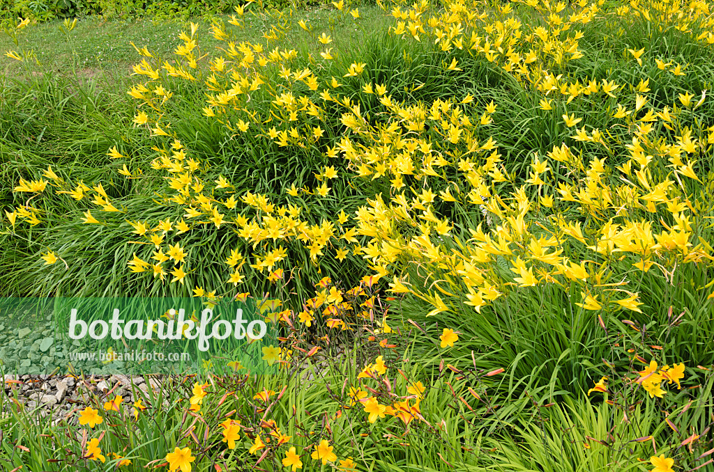 534096 - Day lilies (Hemerocallis)