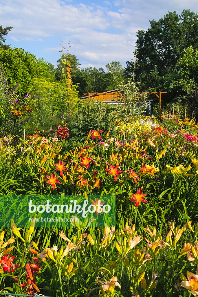 670014 - Day lilies (Hemerocallis)