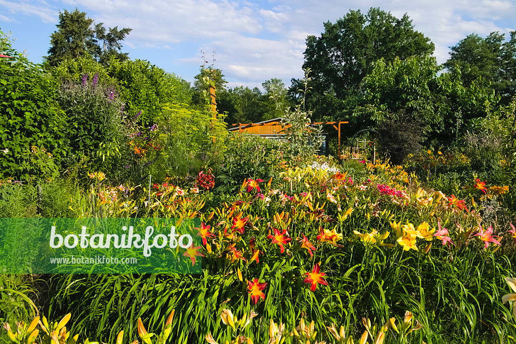 670015 - Day lilies (Hemerocallis)