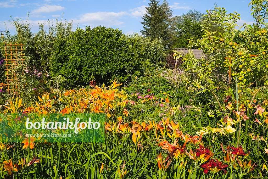 670016 - Day lilies (Hemerocallis)