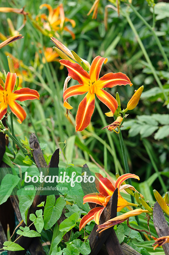 474316 - Day lily (Hemerocallis)