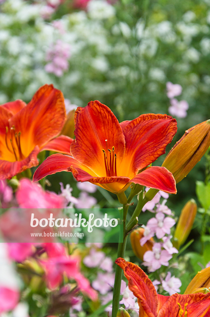 510045 - Day lily (Hemerocallis)