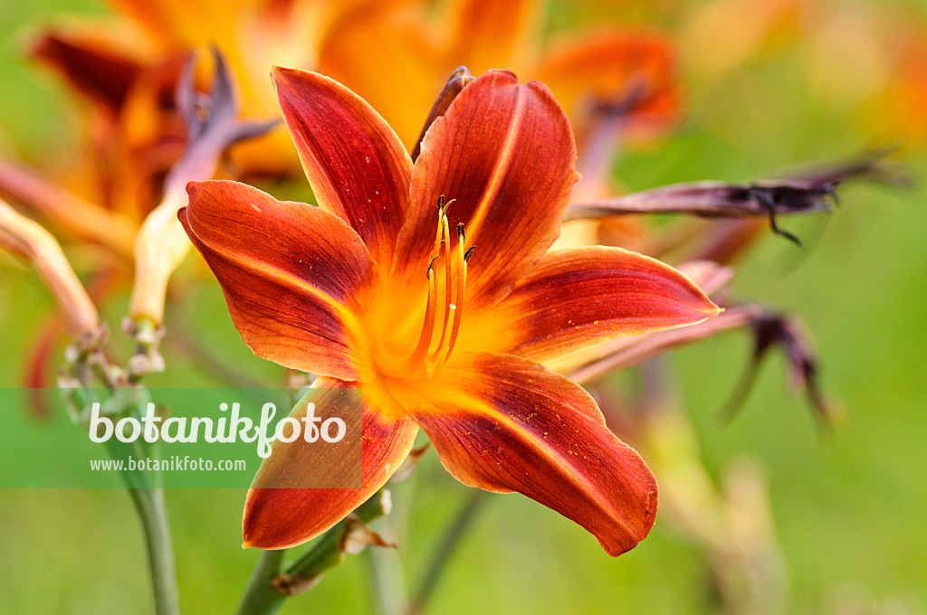 474177 - Day lily (Hemerocallis Dark and Early)